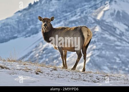 Ein weiblicher Elch, „Cervs elaphus“, der auf einem Hügel in den felsigen Bergen Albertas, Kanada, steht Stockfoto