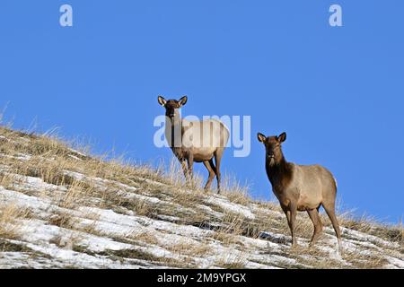 Zwei weibliche Wapitihirsche „Cervus elaphus“, die auf einem Hügel vor einem blauen Himmel im ländlichen Alberta, Kanada, stehen. Stockfoto