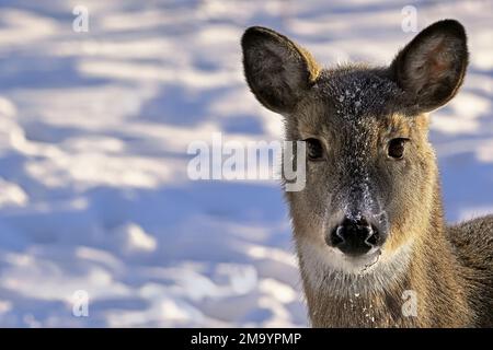 Ein Porträt eines jungen Weißwedelhirsches „Odocoileus virginianus“, der im frischen Schnee in seinem Waldlebensraum im ländlichen Alberta, Kanada, steht. Stockfoto