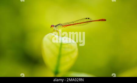 Eine orangefarbene Dammfliege auf grünem Blatt und grünem Hintergrund, Insekt in Thailand. Stockfoto