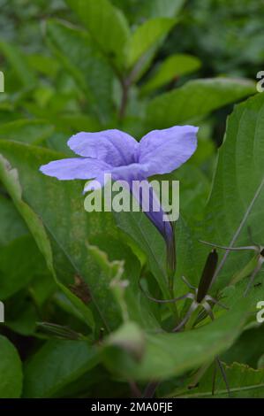 Porträt einer violetten goldenen Blume oder Ruellia Tuberosa L mit grünem Blatthintergrund. Stockfoto