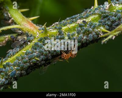 Orangefarbene Feldante (Formica-Arten), die eine große Anzahl blauer Blattläuse (Aphidoidea) pflegt, die sich von einem Zweig Brombeere ernähren (Rub Stockfoto