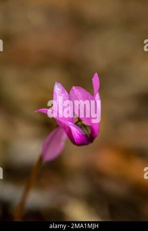 Cyclamen purpurascens Blüten wachsen im Wald, aus der Nähe Stockfoto