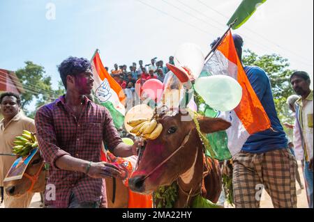 Kuilapalayam, Indien - 17. Januar 2023: Pongal Festival. Das Anziehen der Kühe vor der Parade und dem Rennen. Stockfoto