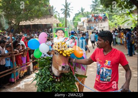Kuilapalayam, Indien - 17. Januar 2023: Pongal Festival. Das Anziehen der Kühe vor der Parade und dem Rennen. Stockfoto
