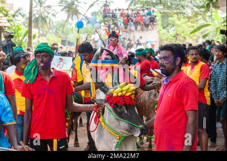 Kuilapalayam, Indien - 17. Januar 2023: Pongal Festival. Die Parade im Dorf vor dem Kuhrennen. Stockfoto