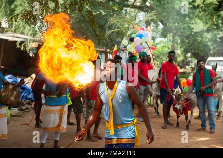 Kuilapalayam, Indien - 17. Januar 2023: Pongal Festival. Die Parade im Dorf vor dem Kuhrennen. Stockfoto