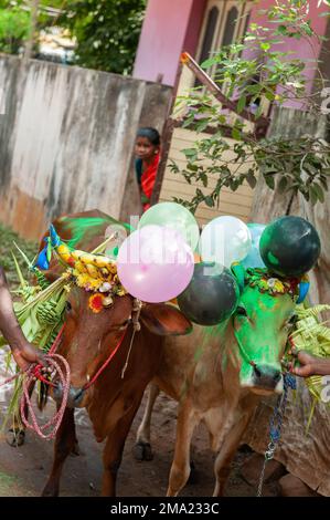 Kuilapalayam, Indien - 17. Januar 2023: Pongal Festival. Das Anziehen der Kühe vor der Parade und dem Rennen. Stockfoto