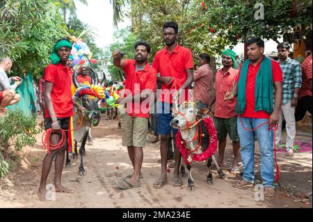 Kuilapalayam, Indien - 17. Januar 2023: Pongal Festival. Das Anziehen der Kühe vor der Parade und dem Rennen. Stockfoto