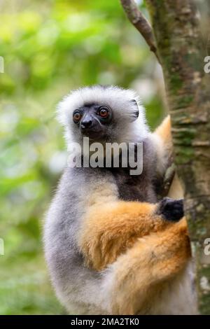 Farbenfrohe, diademierte Sifaka Lemur, (Propithecus diadema) gefährdetes endemisches Tier auf Bäumen im Regenwald, Andasibe-Mantadia Nationalpark - Analamazaotra Stockfoto