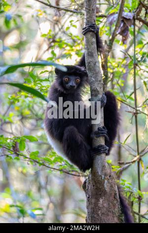 Lemur mit schwarzem Körper, Milne-Edwards-Sifaka (Propithecus edwardsi) oder Milne-Edwards-Simplea. Gefährdetes endemisches Tier im Regenwald. Ranomafana N. Stockfoto