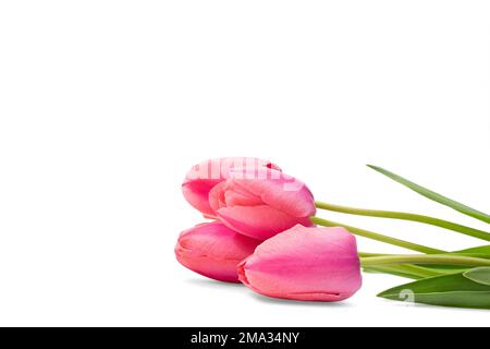 Pinke Tulpen mit grünen Blättern liegen auf einem weißen, isolierten Hintergrund. Feiertage, Internationale Frauen, Muttertag, Geburtstag, 8. März. Speicherplatz kopieren Stockfoto