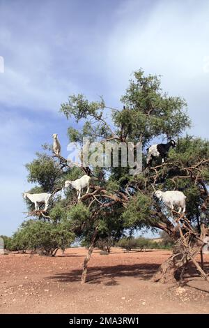 Berühmte marokkanische Szene - Ziegen auf dem Arganbaum (Argania spinosa), Marokko, Nordafrika. Ziegen, die sich im Arganbaum ernähren Stockfoto