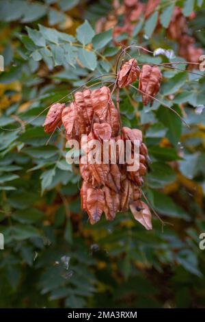 Hintergrund von Blättern mit verschiedenen Farben für den Herbst in Madrid. Stockfoto