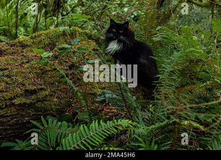 Schwarze Katze auf einem mossigen Baumstamm, mit Farnen und Wald. Grüne Kontraste mit süßer Katze, langer Smoking. Stockfoto