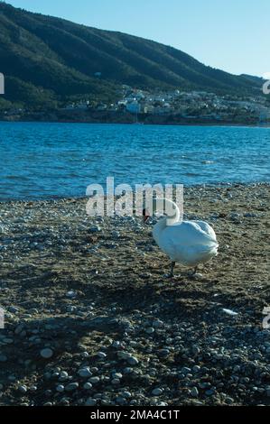 Weißer Schwan spaziert am Kieselstrand des Dorfes Altea in Alicante entlang mit dem ruhigen Meer im Hintergrund an einem Herbsttag. Stockfoto