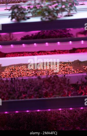 Keimende Erbsensamen ohne Erde unter LED wachsen im hydroponischen Garten Licht Stockfoto