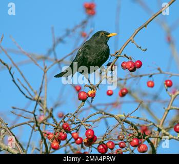 Blackbird Turdus merula männliche Fütterung von Krabbenäpfeln im Garten Norfolk Stockfoto