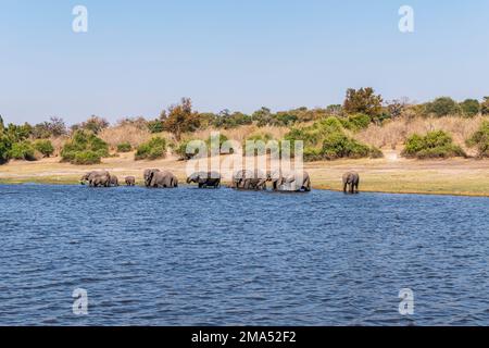 Eine Gruppe afrikanischer Elefanten an einem Wasserloch am Chobe River. Botsuana Stockfoto