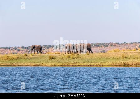 Eine Gruppe afrikanischer Elefanten an einem Wasserloch am Chobe River. Botsuana Stockfoto