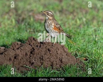 Redwing Turdus musicus als Fütterung von Würmern auf dem Maulwurf bei Frostwetter Norfolk Stockfoto