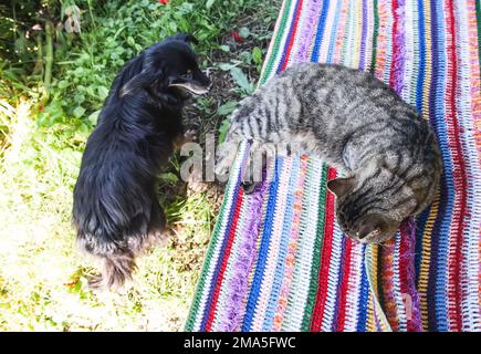 Haustiere sind im Freien willkommen. Faule Katze und Hund draußen Stockfoto