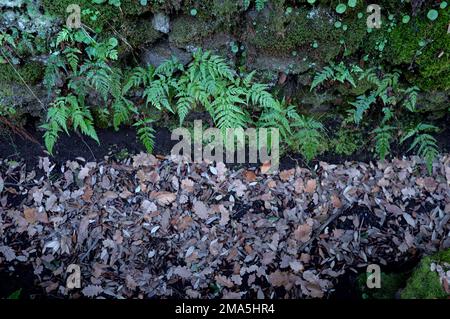 Trockene Blätter und grüne Blätter auf moosbedeckten Wänden von Sizilien, Ätna-Nationalpark, Italien Stockfoto