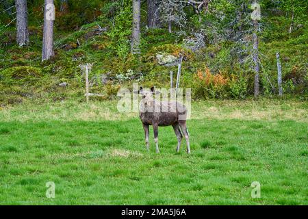 Skandinavische Moose mit Geweihen, die auf einer Wiese stehen und am Rande eines Waldes in Norwegen, Skandinavien, grandierten. Stockfoto