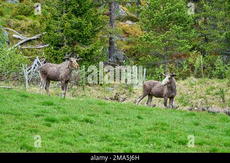 Skandinavische Moose mit Geweihen, die auf einer Wiese stehen und am Rande eines Waldes in Norwegen, Skandinavien, grandierten. Stockfoto