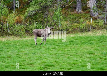 Skandinavische Moose mit Geweihen, die auf einer Wiese stehen und am Rande eines Waldes in Norwegen, Skandinavien, grandierten. Stockfoto