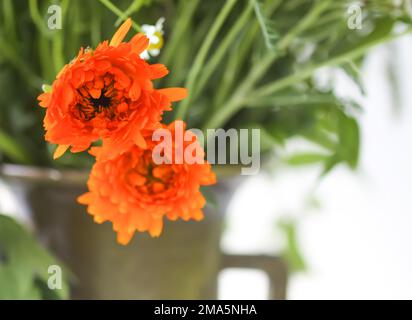 Medizinische Calendula-Kräuter. Helle Sommerblumen in Messingmörtel. Stockfoto
