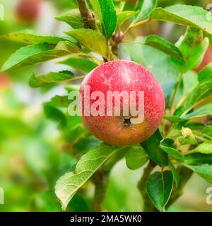 Äpfel im Außenbereich. Ein Foto von Geschmack und schönen Äpfeln. Stockfoto