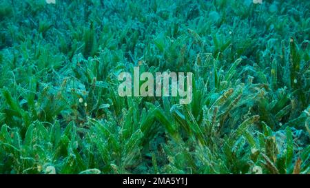 Nahaufnahme des Halophila-Seegrass. Die Kamera bewegt sich über dem mit grünem Seegras bedeckten Meeresboden nach vorne. Unterwasserlandschaft. Rotes Meer, Ägypten Stockfoto