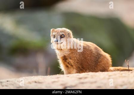 Gelbe Mungo (Cynictis penicillata) auf dem Boden sitzend, Bayern, Deutschland Stockfoto