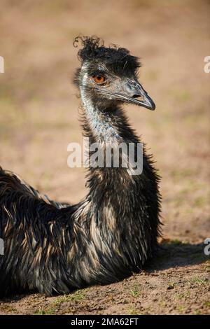 EMU (Dromaius novaehollandiae), Lügen, Porträt, Bayern, Deutschland Stockfoto