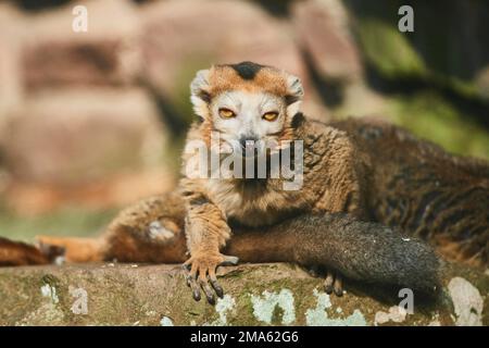 Crowned Lemur (Eulemur coronatus), Captive, Deutschland Stockfoto