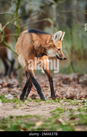 Mähnenwolf (Chrysocyon brachyurus), wandelnd, Bayern, Deutschland Stockfoto