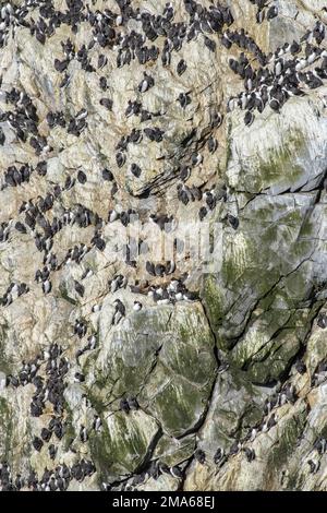 Felsen mit einer Kolonie gemeiner Guillemots (Uria aalge), Sumburgh Head Nature Reserve, Shetland Islands, Schottland, Vereinigtes Königreich Stockfoto