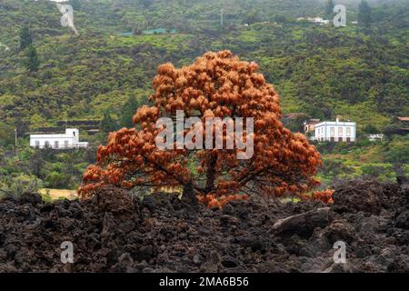 Verwelkter Baum im Lavafluss des Vulkans Tajogaite vom Ausbruch 2021, La Palma Insel, Kanarische Inseln, Spanien Stockfoto