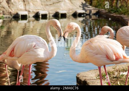 Herzförmige Flamingos in der Nähe des Teichs Stockfoto