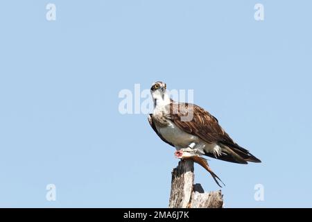 Westlicher Fischadler (Pandion haliaetus) mit Fischen auf einem Baum, Naturpark Peene Valley River Landscape, Mecklenburg-Vorpommern, Deutschland Stockfoto