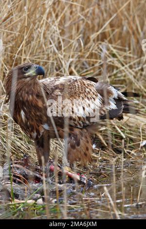 Junger Ringeladler (Haliaeetus albicilla), der gefallenes Wild füttert, sich an einem Kadaver ernährt, Naturpark Flusslandschaft Peenetal Stockfoto