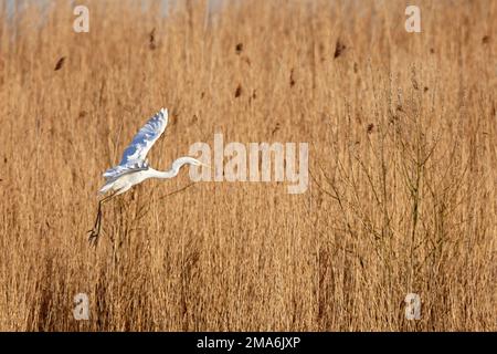 Great White Egret (Egretta alba) (SYN. : Casmerodius albus) Landung im Schilf, Naturpark Flusslandschaft Peenetal, Mecklenburg-Vorpommern Stockfoto