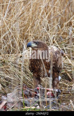 Junger Ringeladler (Haliaeetus albicilla), der gefallenes Wild füttert, sich an einem Kadaver ernährt, Naturpark Flusslandschaft Peenetal Stockfoto