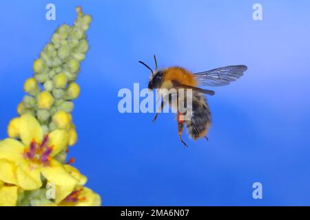 Hummelfeld (Bombus pascuorum), im Flug, Highspeed-Naturfoto, Flug auf dunklem Mullein (Verbascum nigrum), Siegerland, Nordrhein-Westfalen Stockfoto