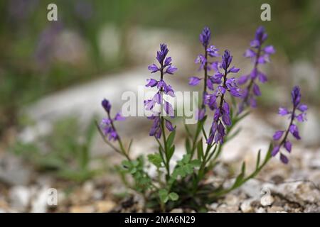 Kruzifer (Polygala vulgaris) in Gutenstein, Nordostalpen, Osteralpen, Alpen, Niederösterreich, Österreich Stockfoto