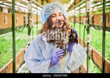 Gärtnerin in Einwegkappe und Gartenhandschuhen mit Basilikumduft im Gewächshaus. Junge Frau, die einen Topf mit Laubpflanze hält und aromatische Blätter riecht. Stockfoto