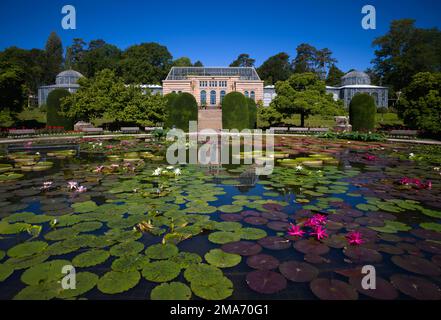 Water Lily Pond, Maurisches Landhaus, Zoologisch-Botanischer Garten, Wilhelma, Stuttgart, Baden-Württemberg, Deutschland Stockfoto