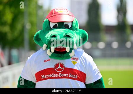 Mascot Fritzle VfB Stuttgart Portrait Termin VfB Stuttgart 2022 2023 Lizenzierter Spieler Fußball 1. Bundesliga Männer GER Stuttgart 05. 07. 2022 Stockfoto