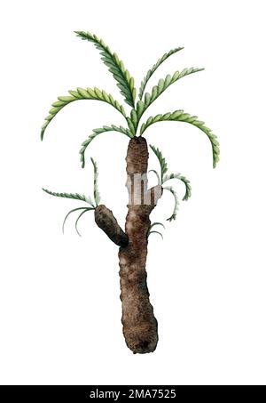 Handgezeichnete Sagopalme Aquarell-Darstellung isoliert auf weißem Hintergrund. Alte tropische Pflanze aus der Dinosaurierzeit Stockfoto